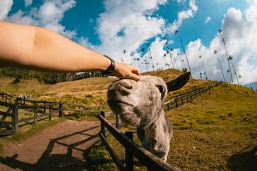 Viajero Hostels | Viajero Salento | Tourist petting a donkey while exploring the Cocora Valley through an Activity Tour in Quindío.